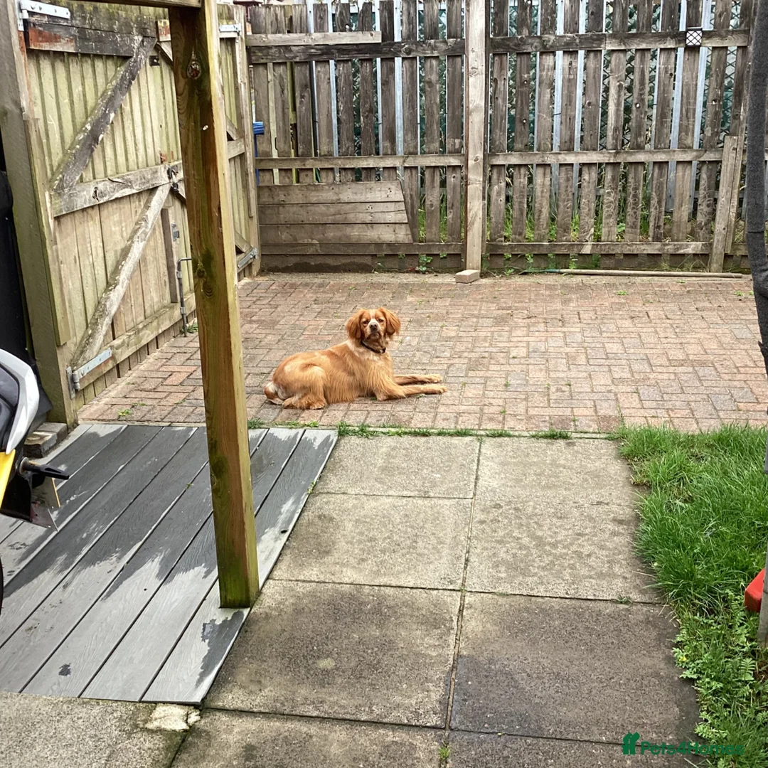 Brittany Spaniel dogs for sale: Adult Brittany spaniel in Glasgow - Advert 1