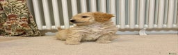 Poochon dogs for sale: Stunning Rare Phantom True Miniature Poochons - Advert 12