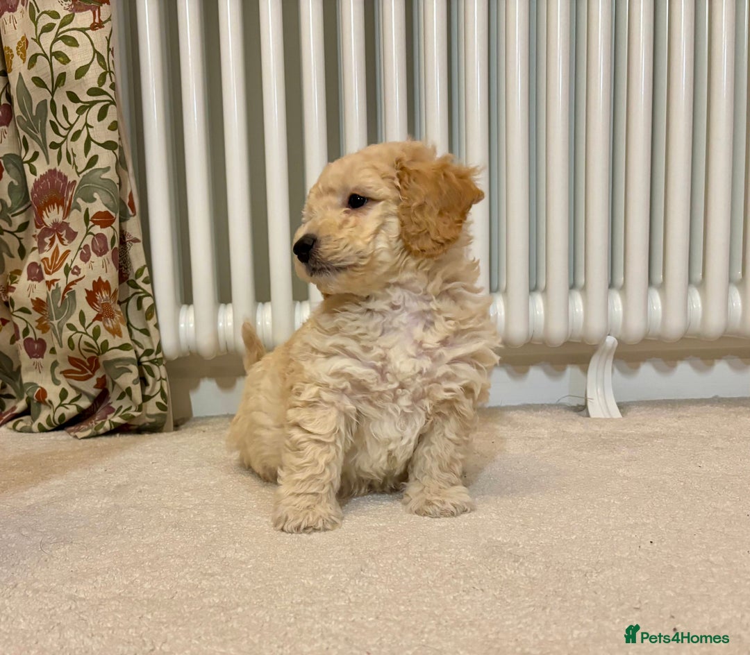 Poochon dogs for sale: Stunning Rare Phantom True Miniature Poochons - Advert 12