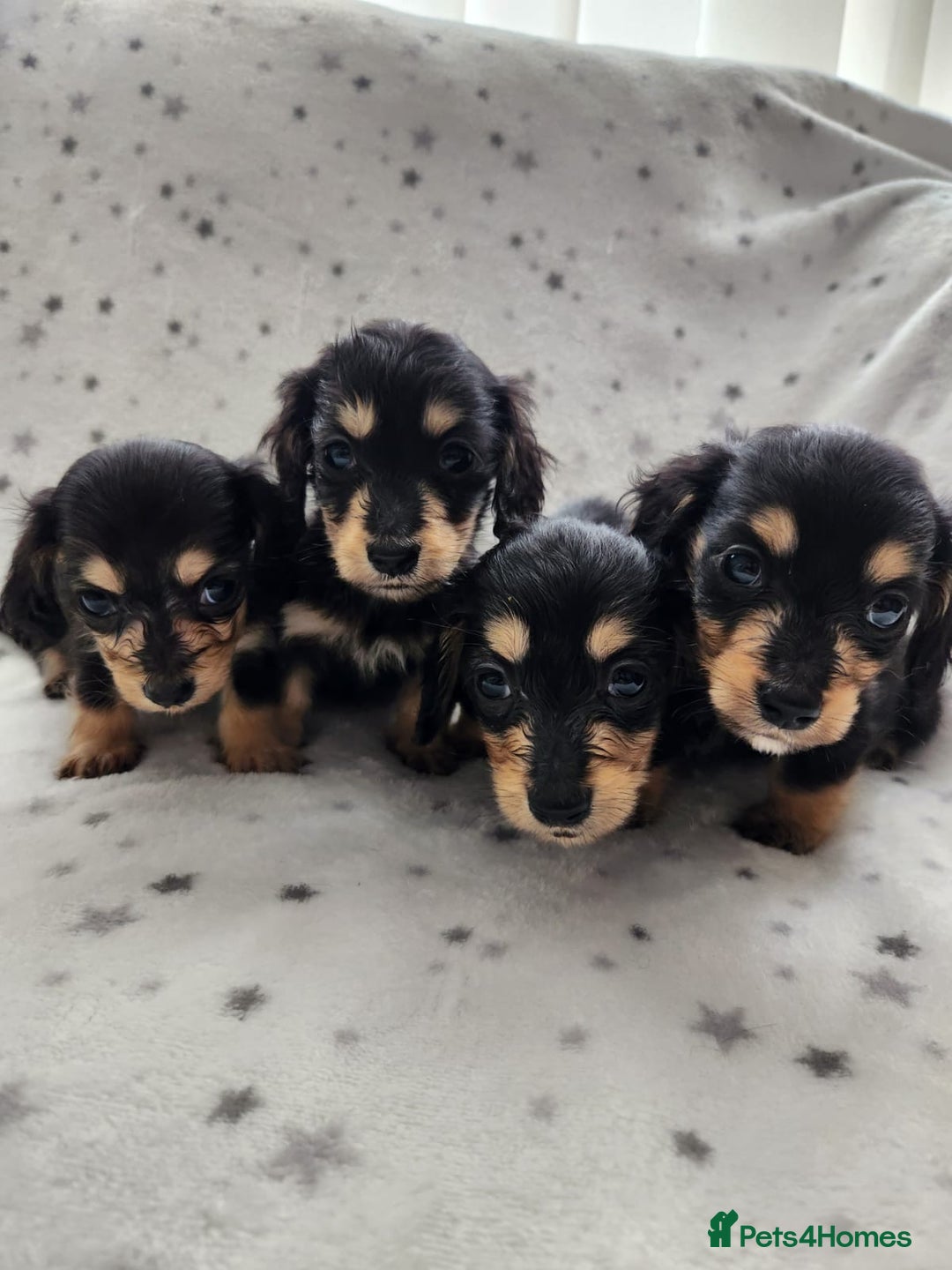 Miniature Dachshund dogs for sale: Kc Registered Long Haired Miniature Dachshunds - Advert 7