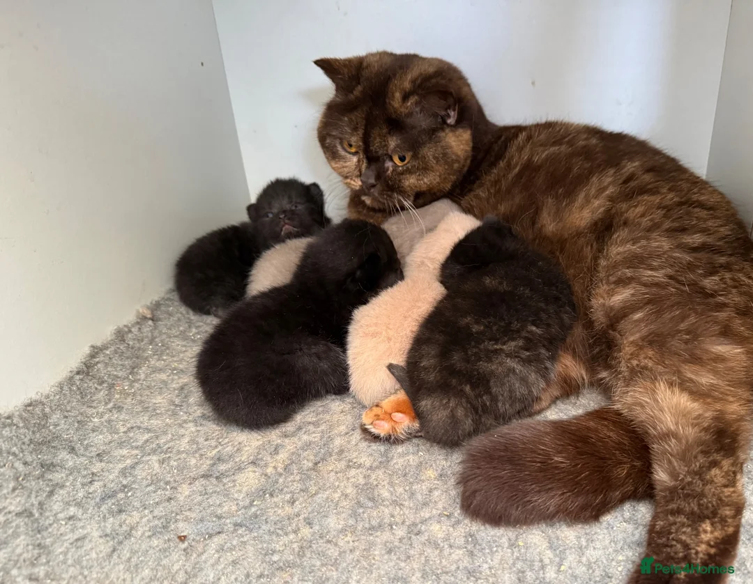 British Shorthair cats for sale: GCCF BSH Kittens - Champion Bloodlines - Advert 2