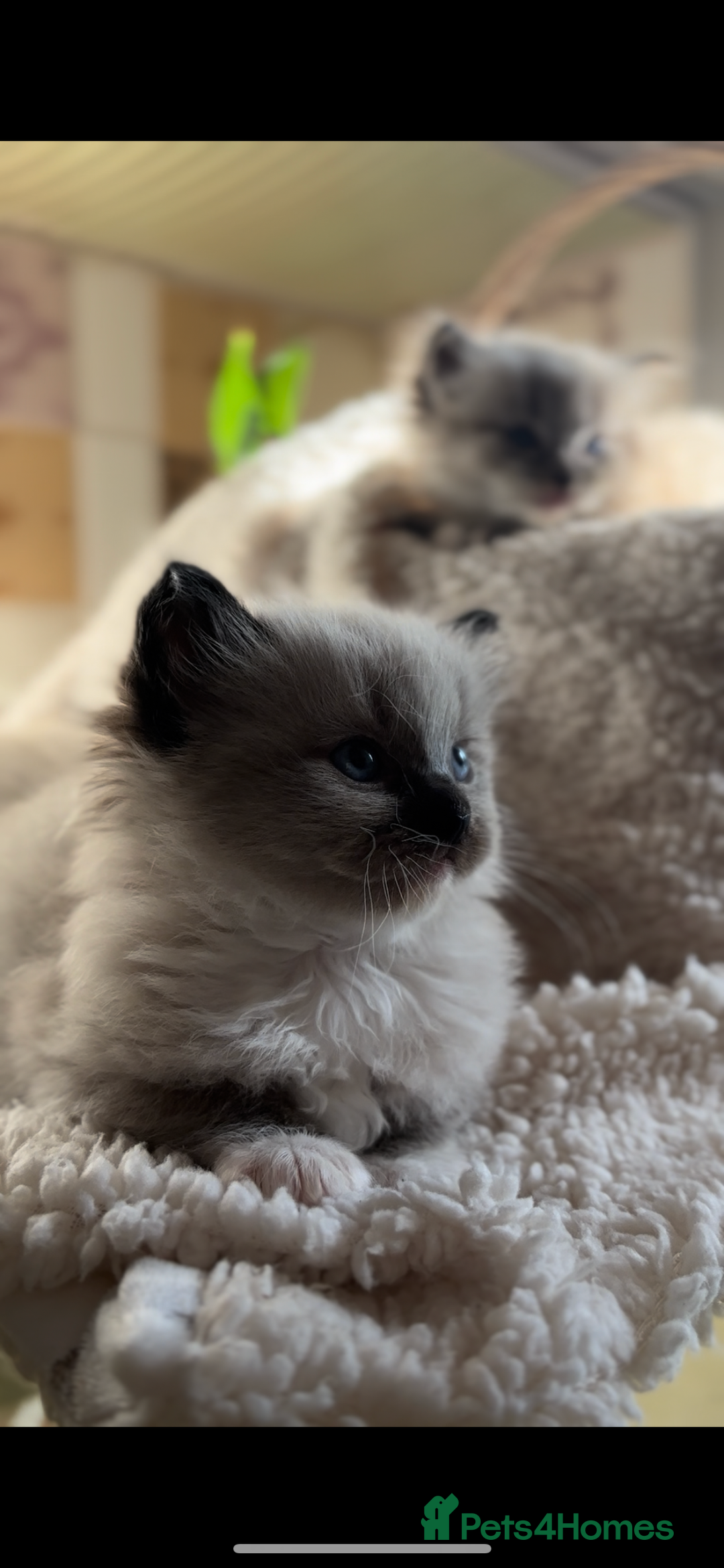 Ragdoll cats for sale: 🌟TICA🌟Champion Ragdoll🏆🏆🏆 - Image 6