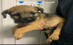 Border Terrier dogs for sale: KC Border Terrier Puppies  - Image 5