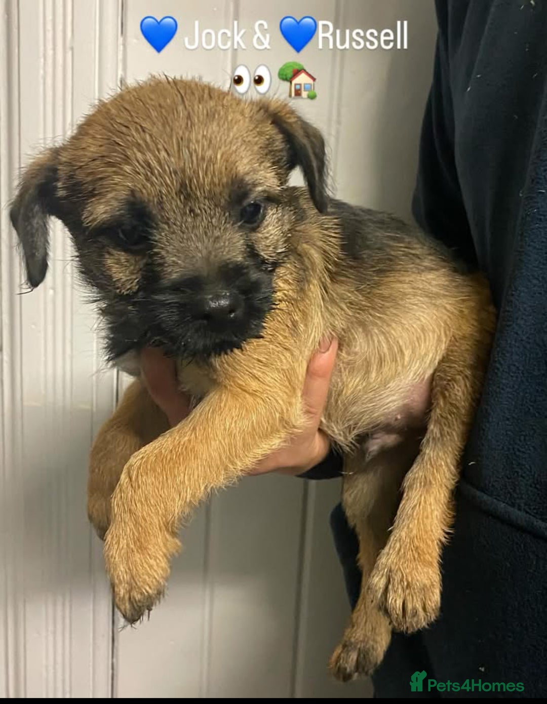 Border Terrier dogs for sale: KC Border Terrier Puppies  - Image 5