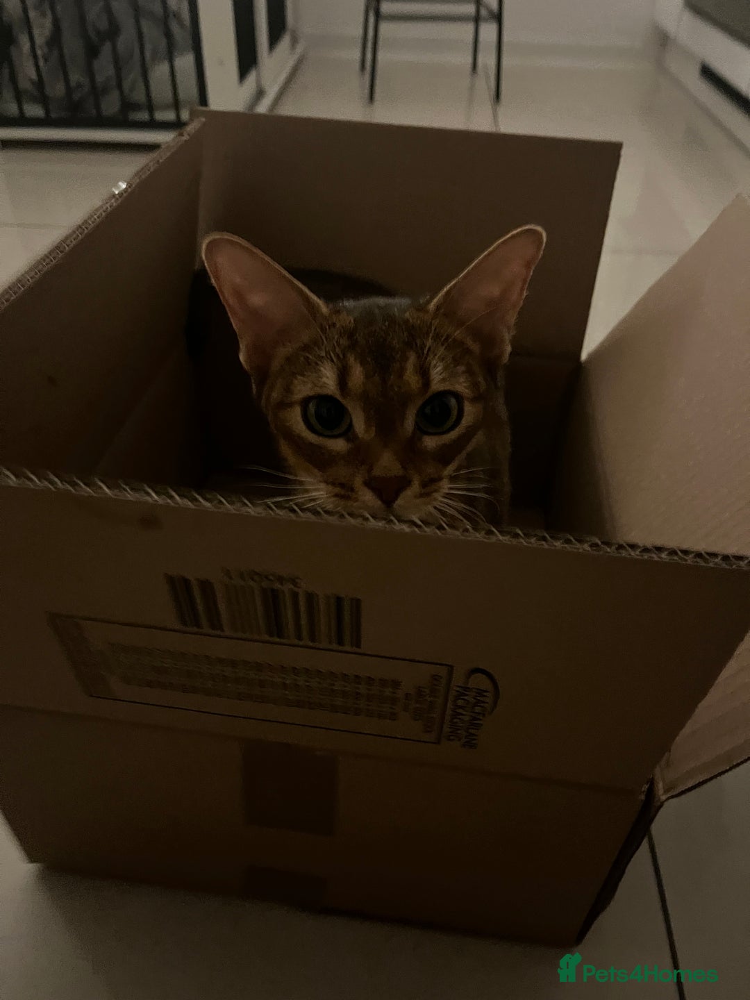 Abyssinian cats for sale: Pedigree TICA registered Beautiful Abyssinian - Advert 12