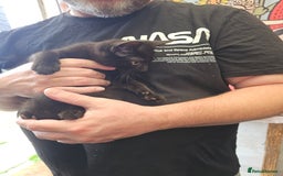 Mixed Breed cats for sale: KITTENS READY TO LEAVE NOW ONLY  1 BLACK GIRL LEFT - Image 15