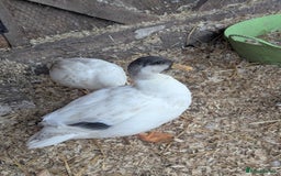 Ducks poultry for sale: Pure call ducks looking for a new pond.  - Image 6