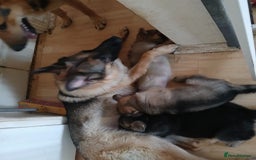 German Shepherd dogs for sale: Beautiful German Shepherd Puppies - Image 7
