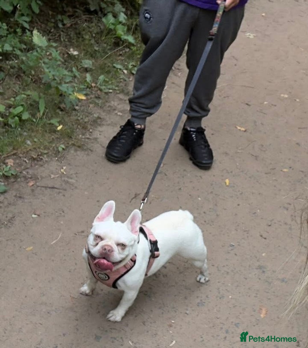 French Bulldog dogs for sale: French bulldog puppies  - Advert 25