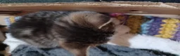 Mixed Breed cats for sale: 3boys&3 girls - Advert 19