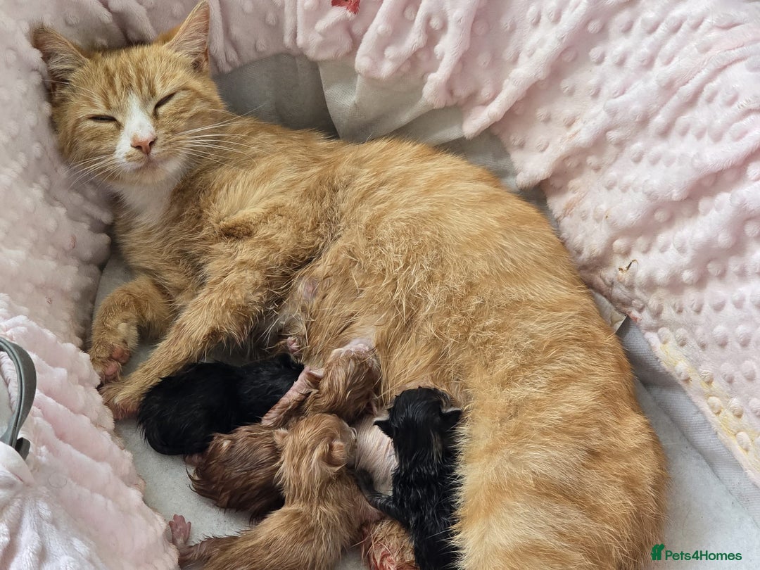 British Shorthair cats for sale: Four Adorable Kittens  - Image 18