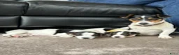 Jack Russell dogs for sale: Jack Russell Puppies  - Advert 14