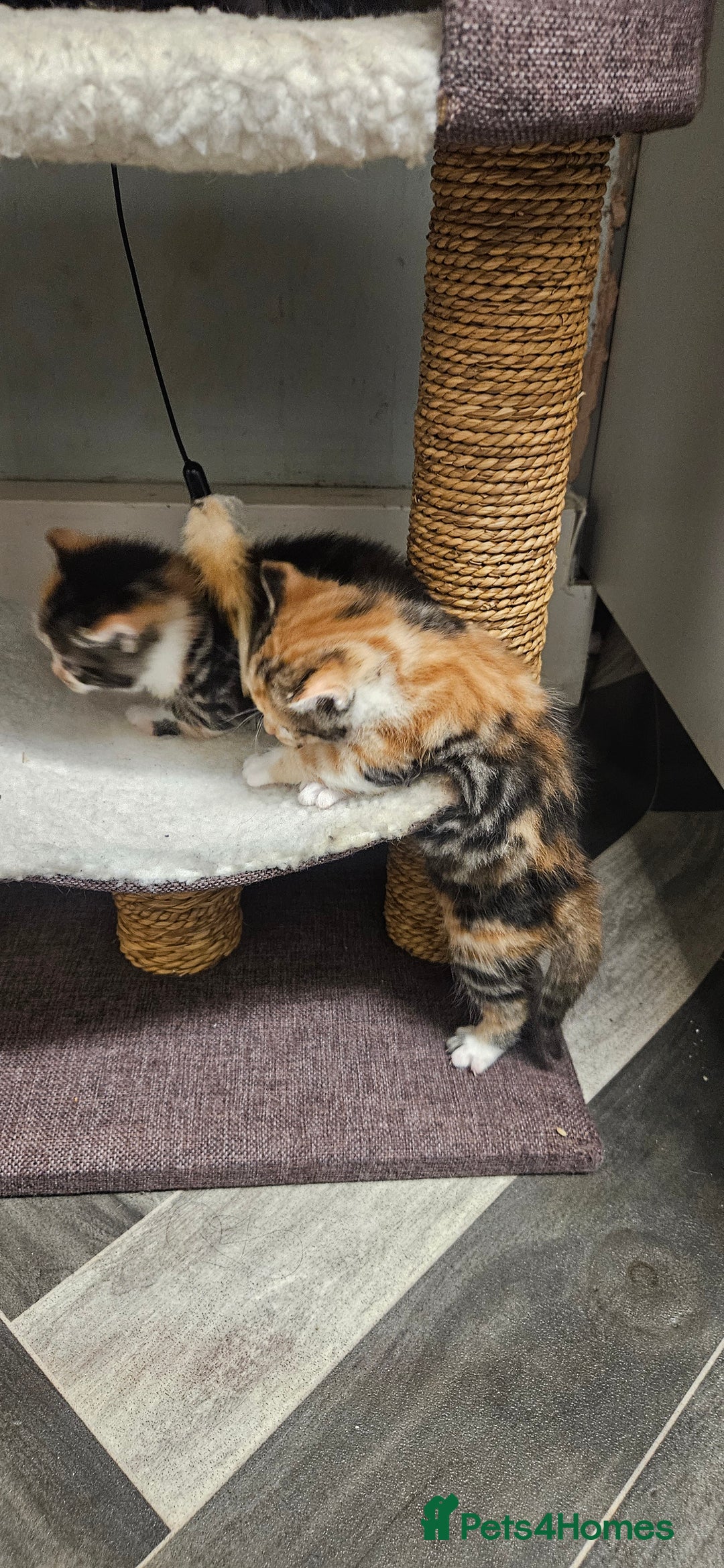 Bengal cats for sale: Kittys:Bengal+British parents  - Advert 20