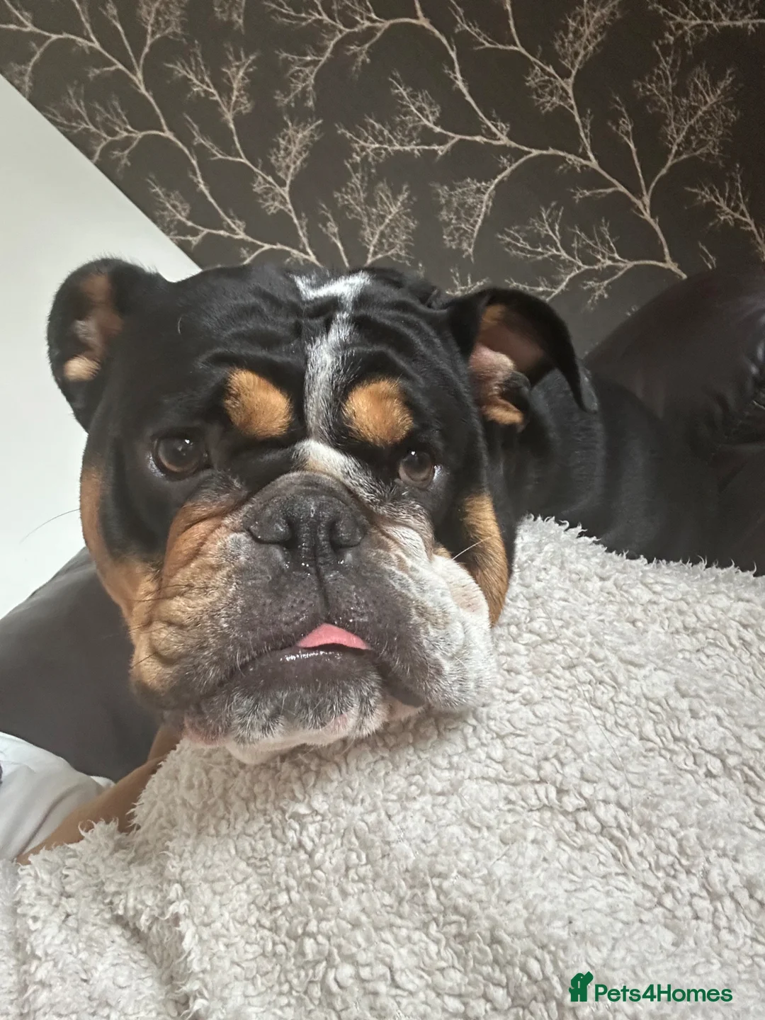 English Bulldog dogs for sale: 2.5 year old female bulldog KC registered  in Middlesbrough - Advert 6