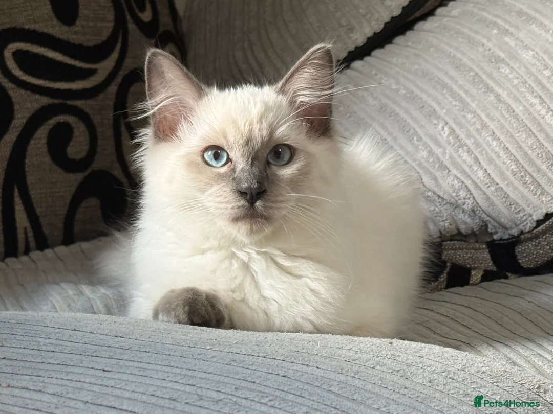 Ragdoll cats for sale: Stunning Ragdoll Boy – Alpha 💙 in North Walsham - Advert 8