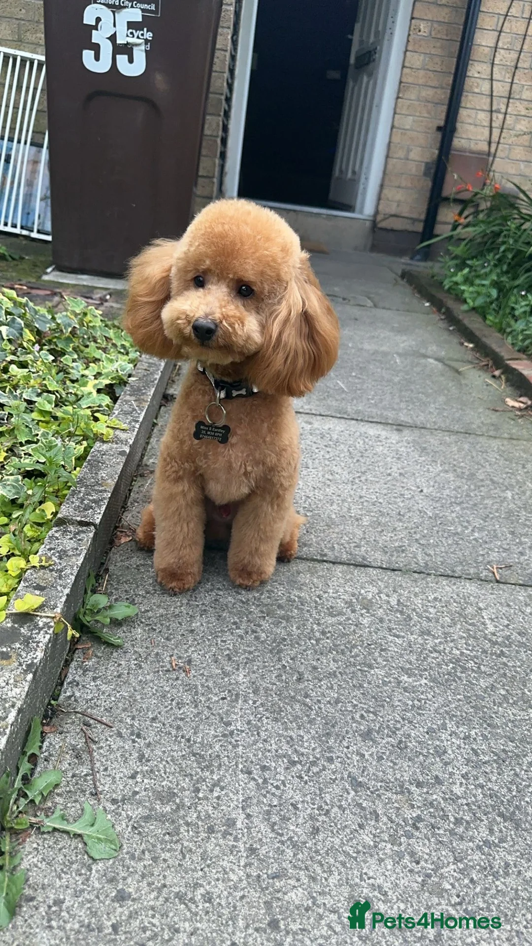 Miniature Poodle dogs for sale: Teddy - Advert 2