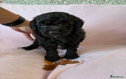 Labradoodle dogs for sale: Last three F1BB mini/toy labradoodle puppies  - Image 7