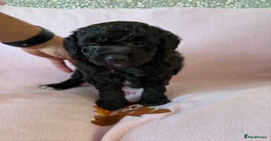Labradoodle dogs - Advert 10