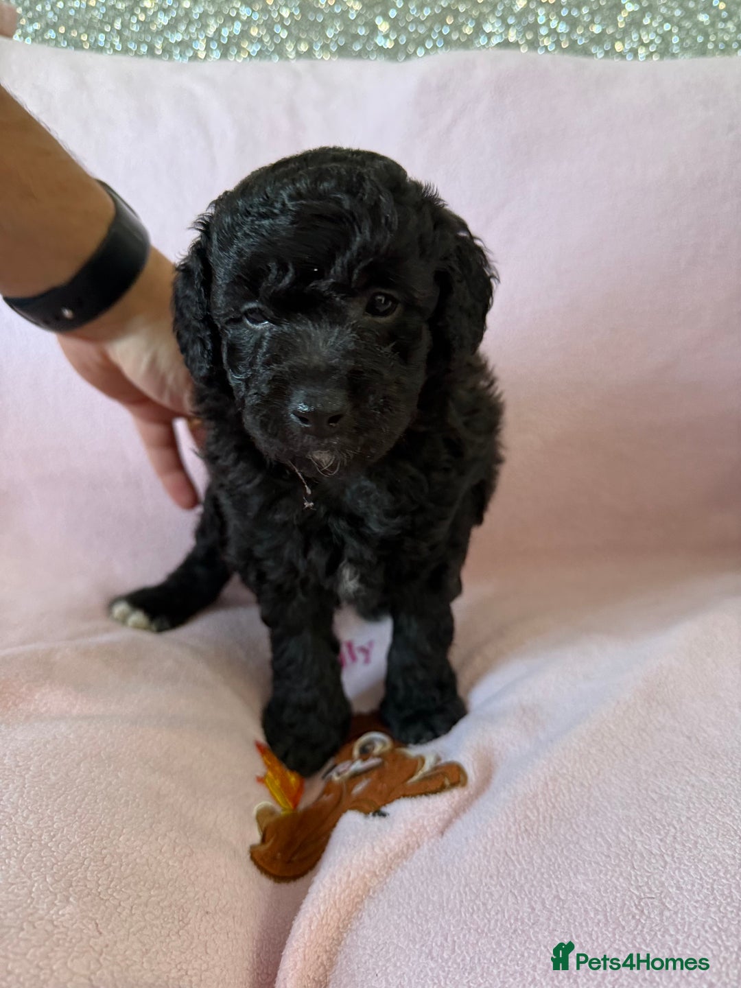 Labradoodle dogs for sale: Last three F1BB mini/toy labradoodle puppies  - Image 7