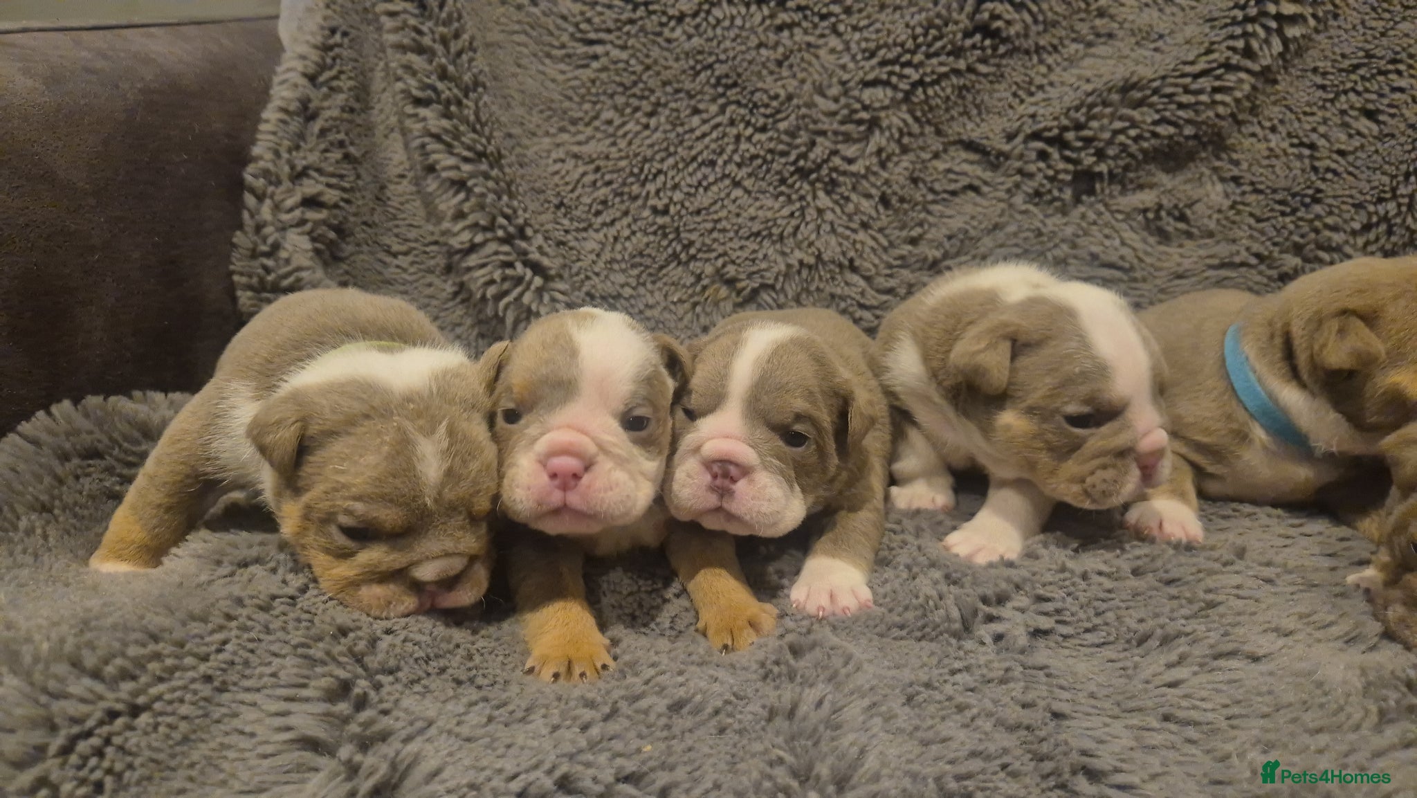 English Bulldog dogs ☆ showstopping stocky and Rare lilac tri pups ☆  - Advert 2