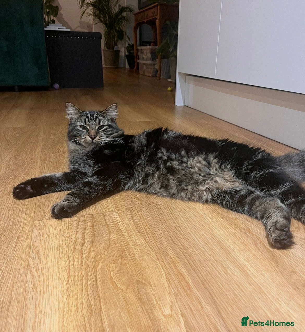 Mixed Breed cats Chilli and Rambo - Advert 2