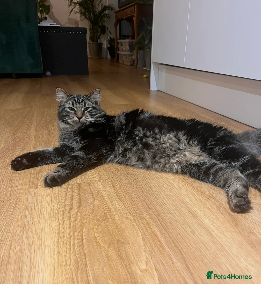 Mixed Breed cats for sale: Chilli and Rambo - Advert 1