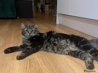 Mixed Breed cats Chilli and Rambo - Advert 8