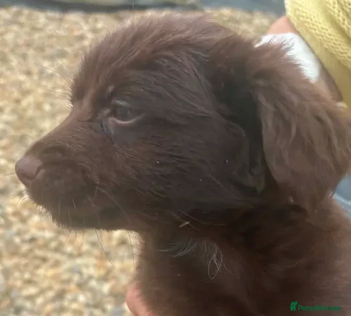 Mixed Breed dogs Cockeranians 1 beautiful boy left £500 - Advert 2