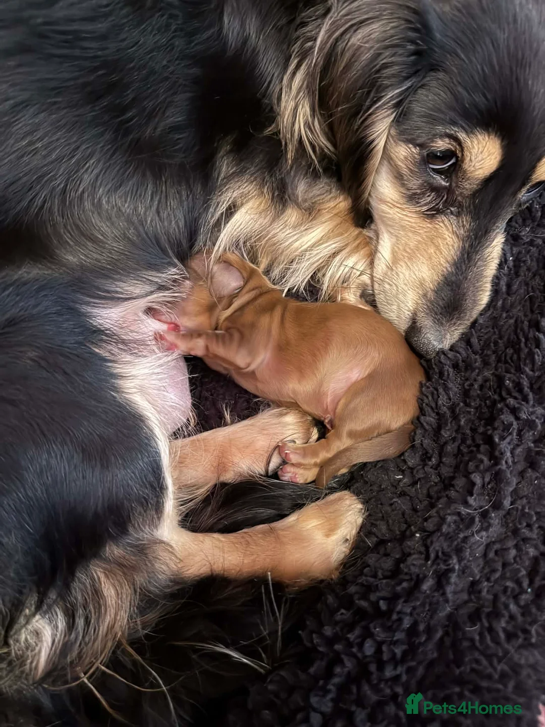 Miniature Dachshund dogs for sale: Long hair miniature dachshund red boy 💙 - Advert 2