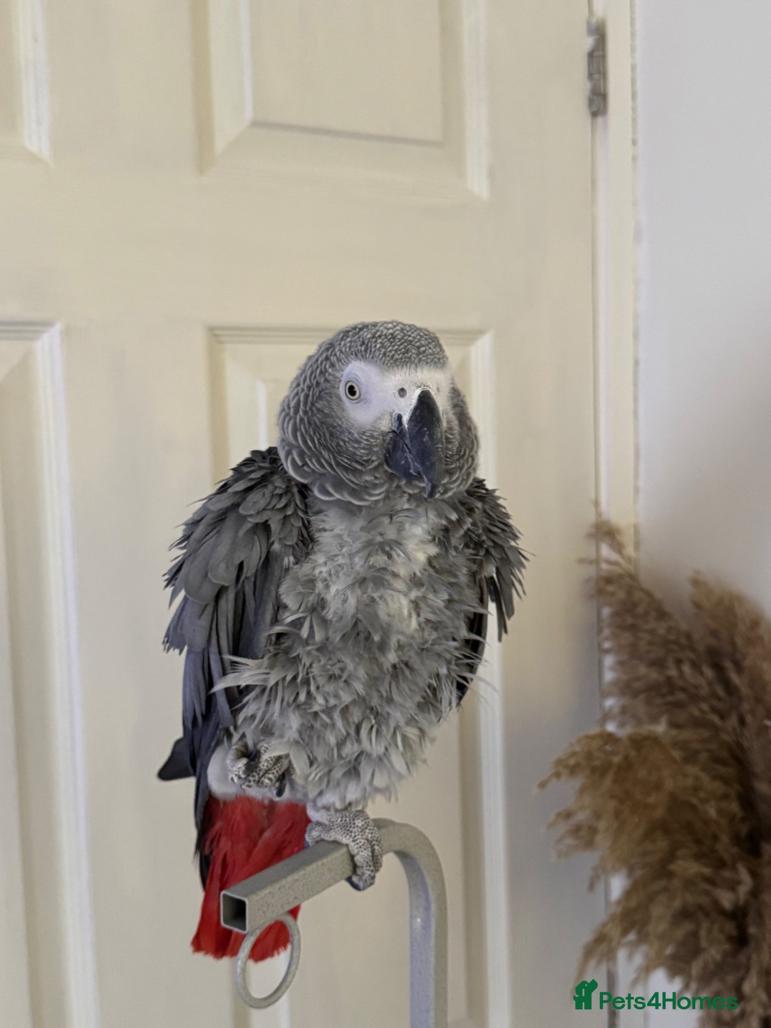 Parrots birds Tamed and talkative Female African Grey  - Advert 11