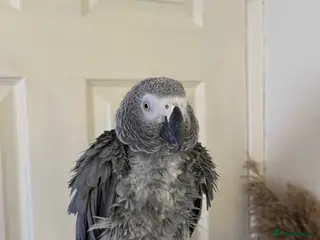 Parrots birds Tamed and talkative Female African Grey - Advert 11