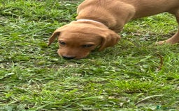 Labrador Retriever dogs for sale: Ready to go! KC reg Labradors (yellow/Foxred) - Image 18