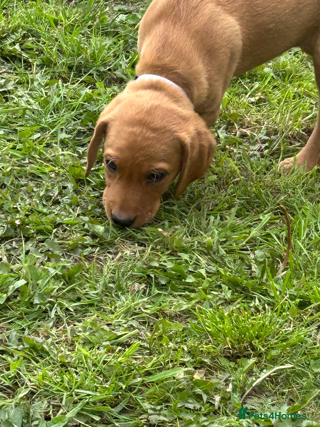 Labrador Retriever dogs for sale: Ready to go! KC reg Labradors (yellow/Foxred) - Image 18