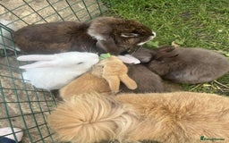 Lionhead rabbits for sale: Lionhead/Lop Baby Rabbits - Image 1