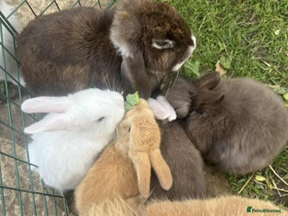 Lionhead rabbits - Advert 10