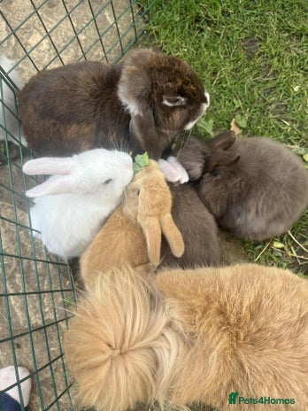 Lionhead rabbits - Advert 1