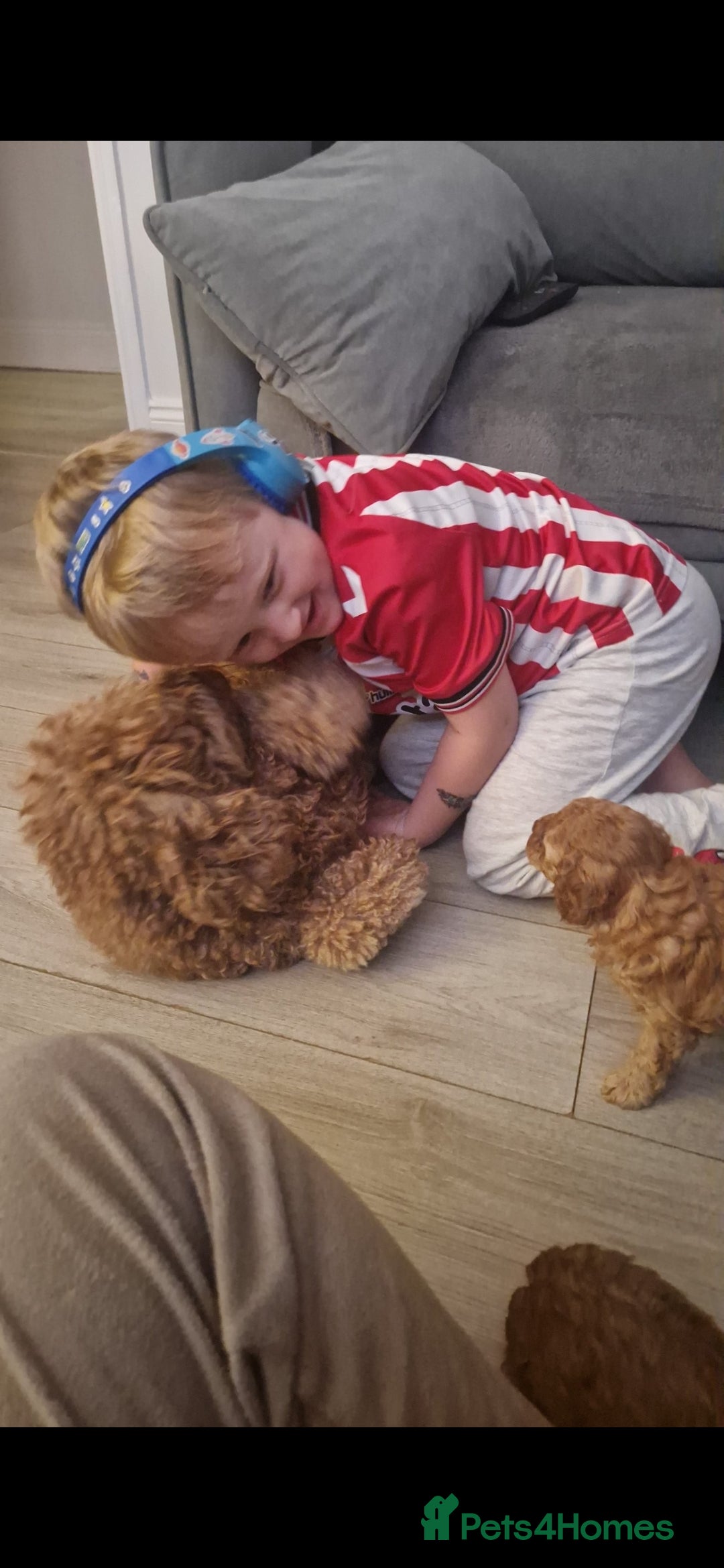 Cockapoo dogs for sale: Adorable red f1b toy cockapoos  - Advert 16