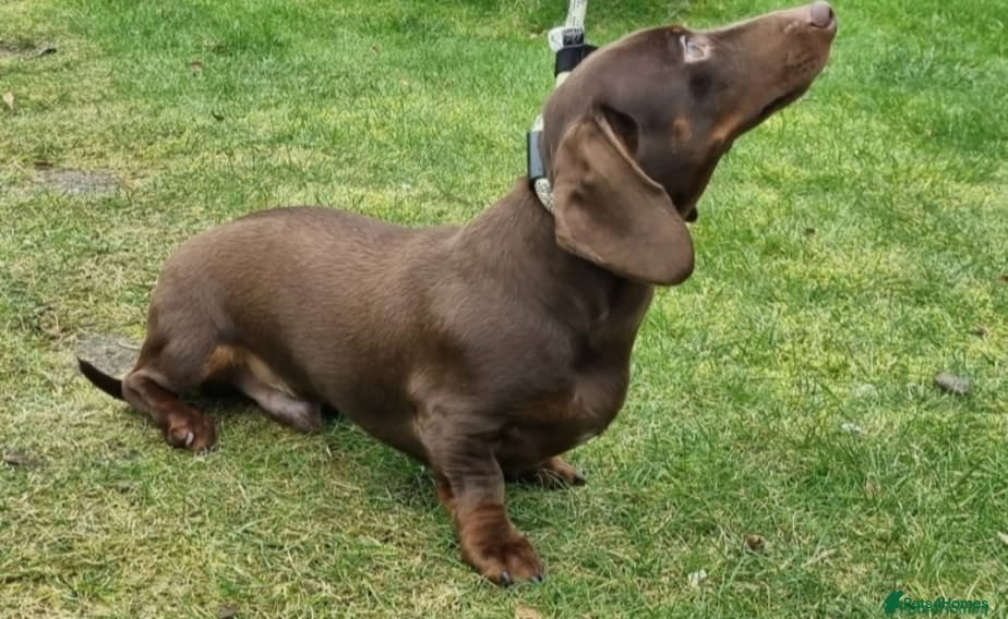 Dachshund dogs Chocolate Dachshund Stud Kc Exceptional Quality - Advert 9
