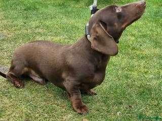 Dachshund dogs Chocolate Dachshund Stud Kc Exceptional Quality - Advert 16
