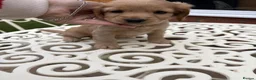 Cockapoo dogs for sale:   Exceptional cockapoo puppies 💙🩷 in Edinburgh - Advert 3