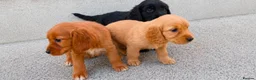 Cockapoo dogs for sale: Cockapoo puppies in London - Advert 3