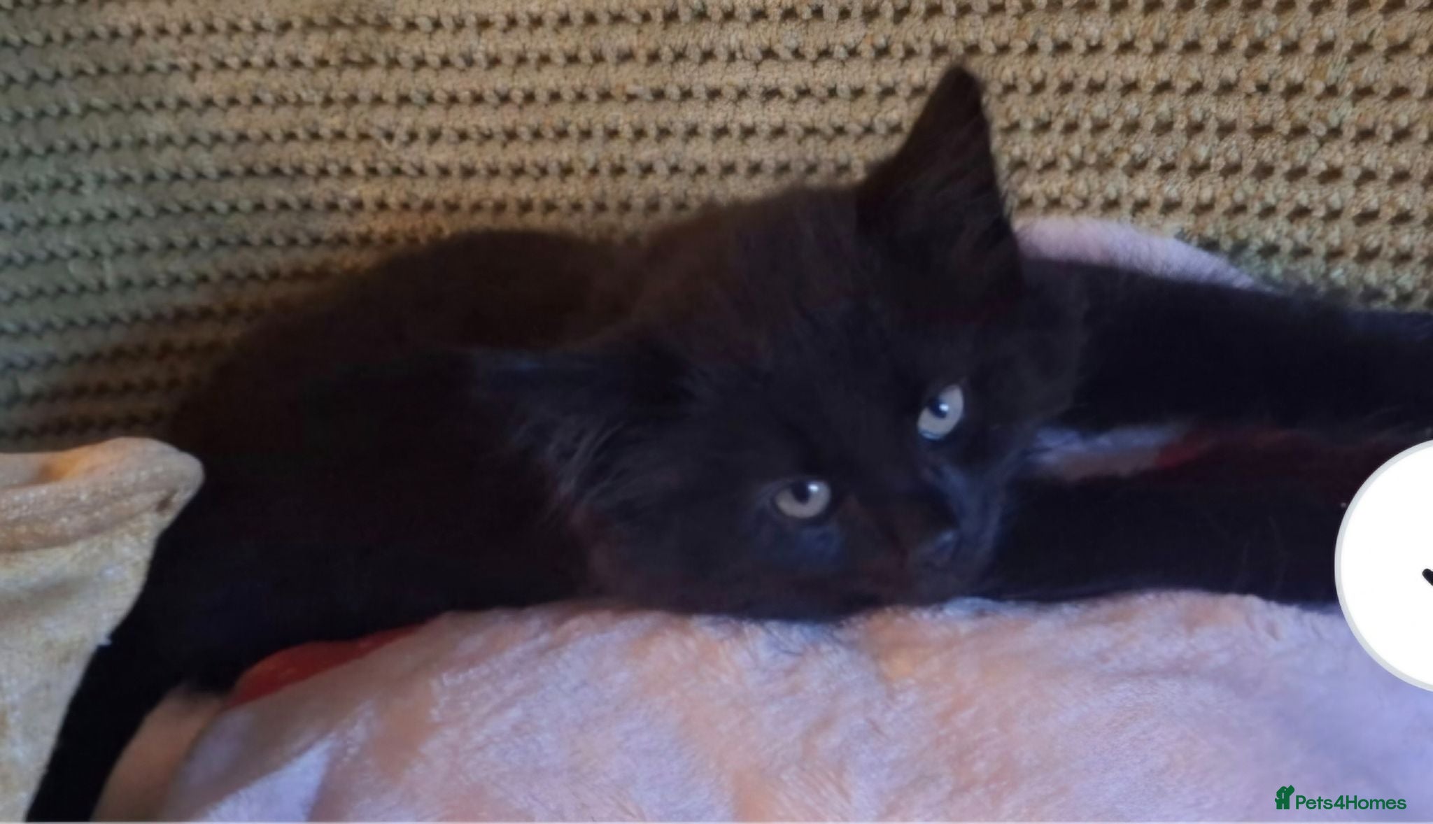 Mixed Breed cats Lovely Kittens 😻 - Advert 1