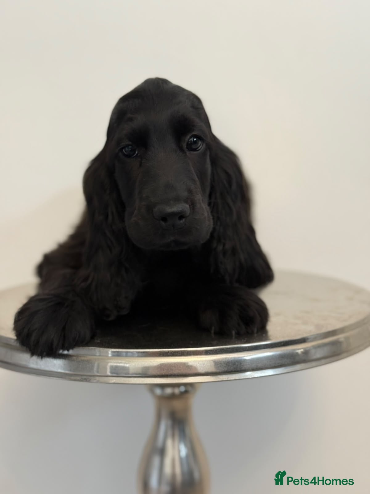 Cocker Spaniel dogs Show Cocker Spaniel  - Advert 12