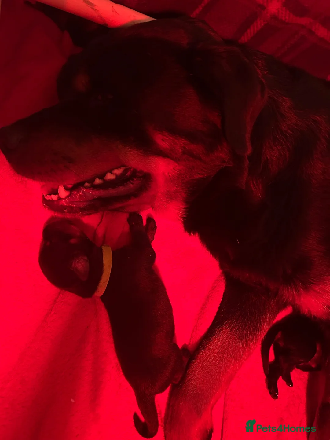 Rottweiler dogs for sale: KC registered Rottweiler puppies  in Warrington - Advert 15