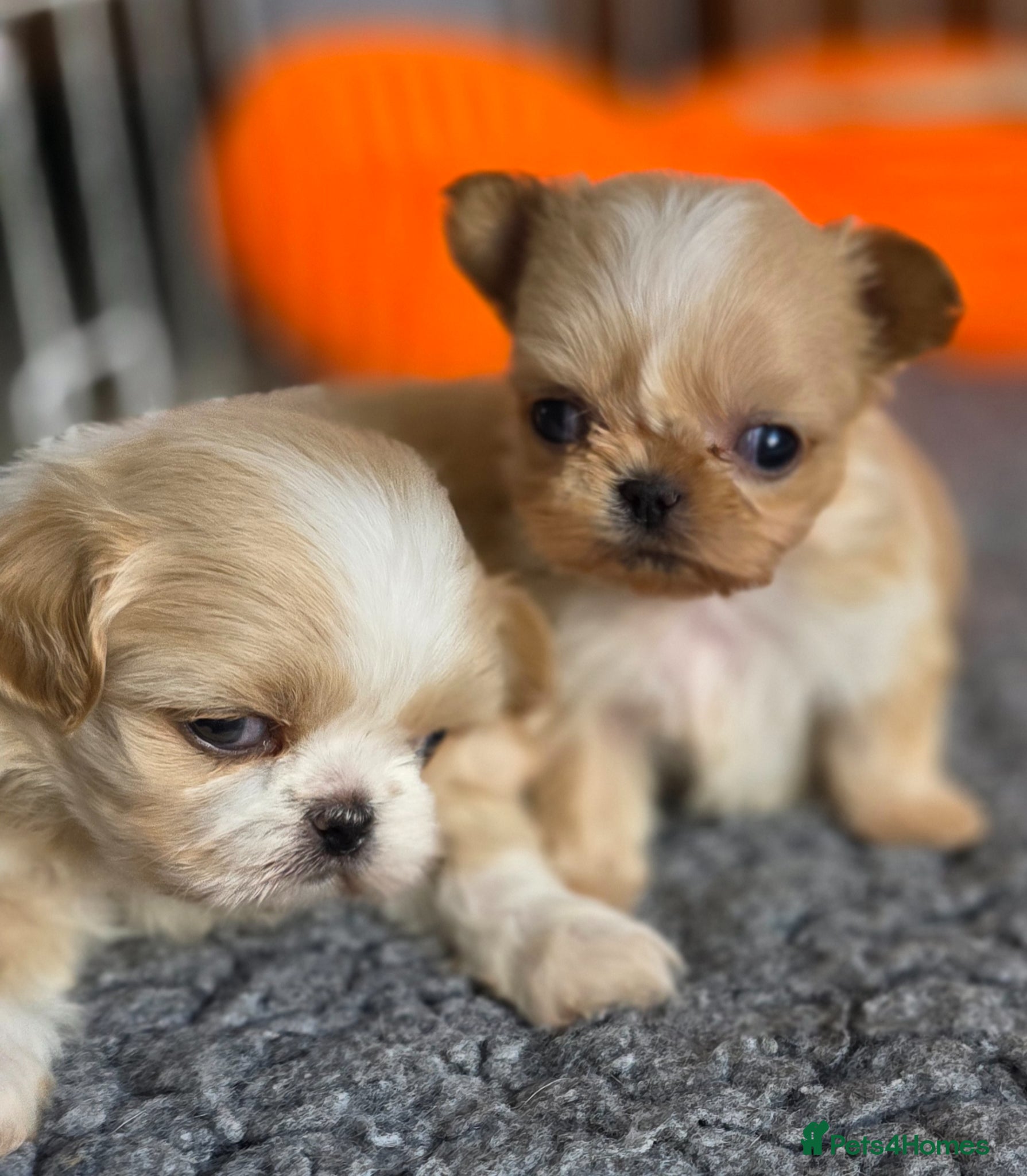 Shih Tzu dogs stunning KC Reg Imperials - Advert 2