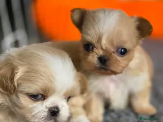 Shih Tzu dogs for sale: stunning KC Reg Imperials - Advert 1