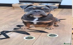 Olde English Bulldogge dogs for stud: 💥olde English bulldog stud💥 - Image 23