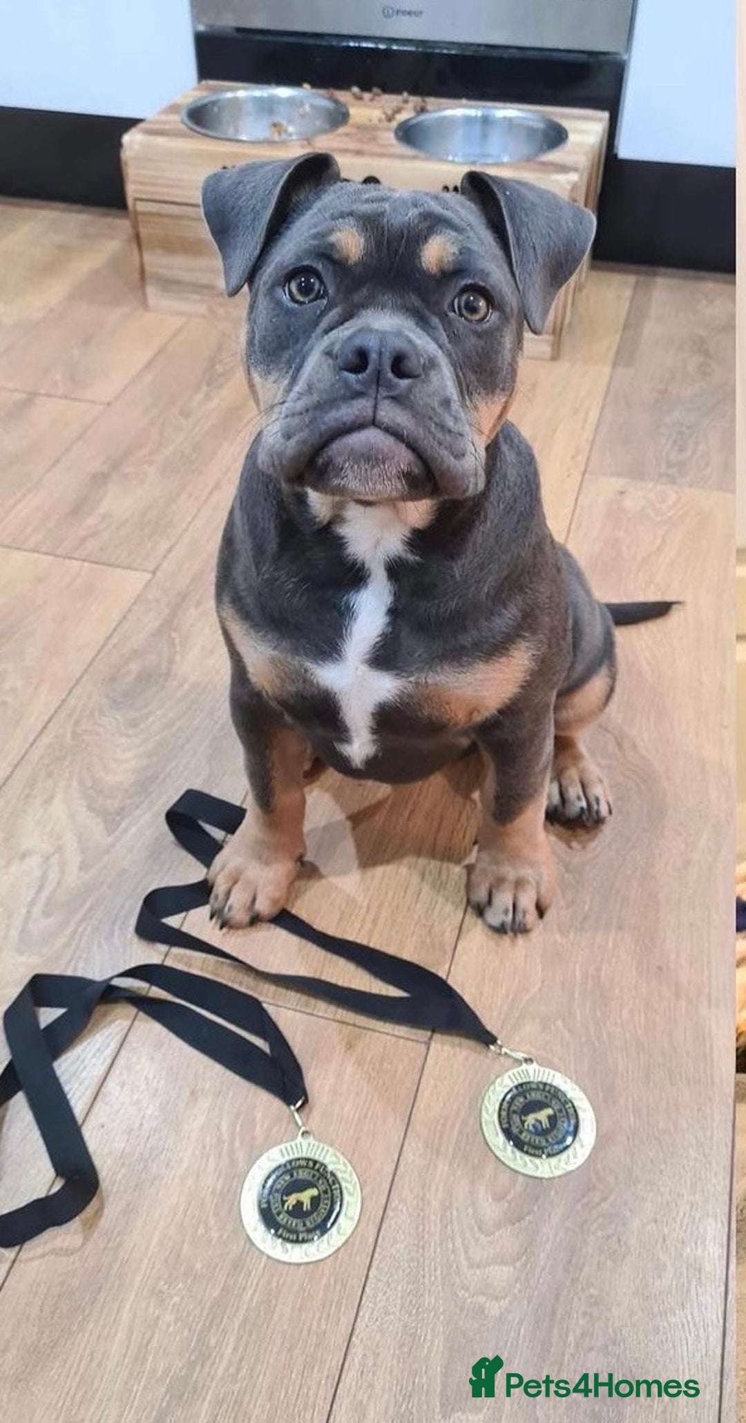 Olde English Bulldogge dogs for stud: 💥olde English bulldog stud💥 - Image 23