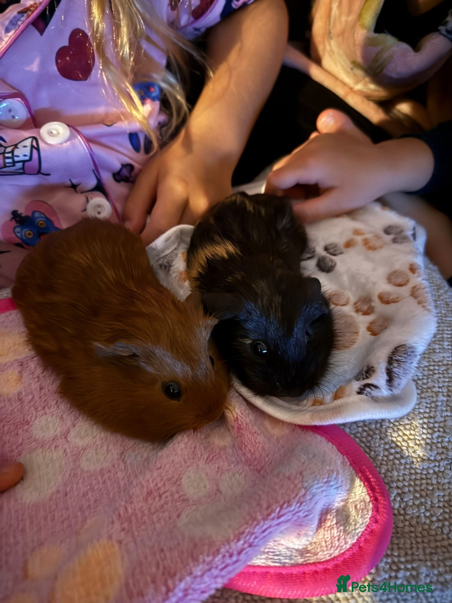 Guinea Pig rodents Two bonded female guinea pigs  - Advert 1