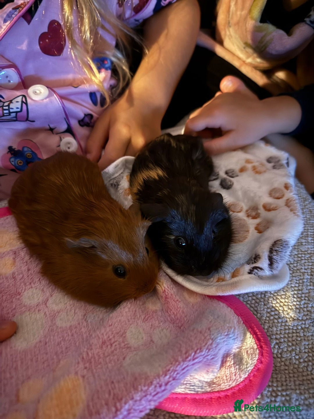 Guinea Pig rodents for sale: Two bonded female guinea pigs  - Advert 1